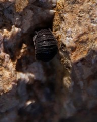 Porcellio scaber