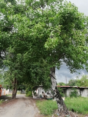 Melicoccus bijugatus