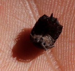 Porcellio scaber