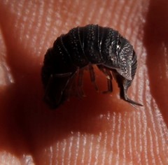 Porcellio scaber