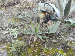 Agave univittata