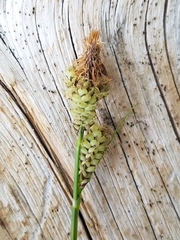 Carex raynoldsii