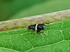 Planuncus tingitanus
