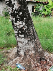Melicoccus bijugatus