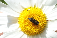 Parascythris muelleri