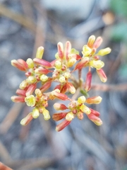 Eriogonum marifolium