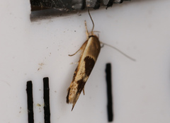 Stathmopoda megathyma