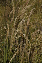 Poaceae