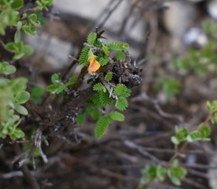 Aeschynomene compacta