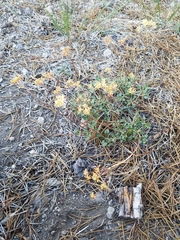 Eriogonum marifolium