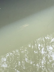 Lepisosteus platostomus