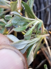 Eriogonum marifolium