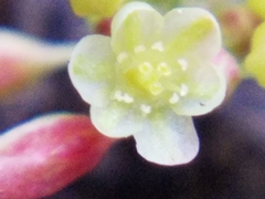 Eriogonum marifolium