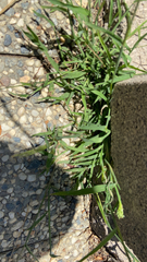 Poaceae