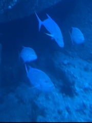 Caranx melampygus
