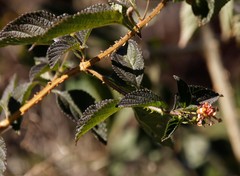 Lantana camara