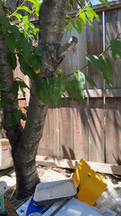 Prunus