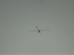 Sympecma fusca