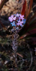 Glandularia aristigera
