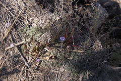 Glandularia aristigera