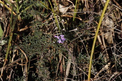 Glandularia aristigera