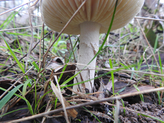Amanita farinacea