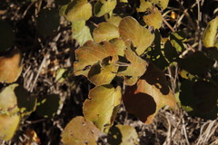 Dombeya rotundifolia
