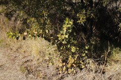 Dombeya rotundifolia
