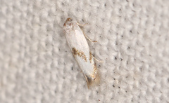 Opostegoides gephyraea