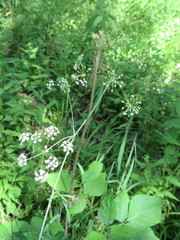 Perideridia americana