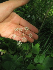 Perideridia americana