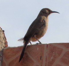 Toxostoma curvirostre