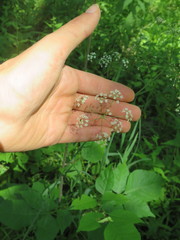 Perideridia americana