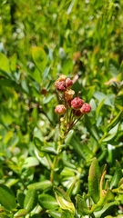 Kalmia microphylla microphylla