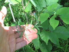 Perideridia americana