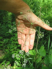 Perideridia americana