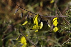 Crotalaria agatiflora