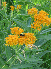 Asclepias tuberosa interior