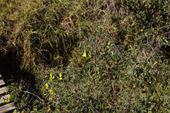 Crotalaria agatiflora