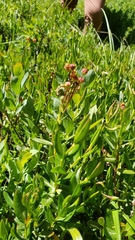 Kalmia microphylla microphylla