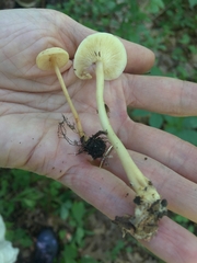 Gymnopus junquilleus