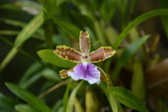 Miltonia clowesii
