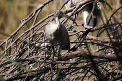 Threskiornis aethiopicus