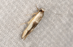 Stathmopoda megathyma