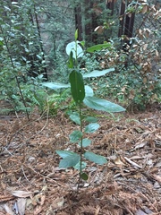 Rhamnus alaternus