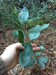 Rhamnus alaternus