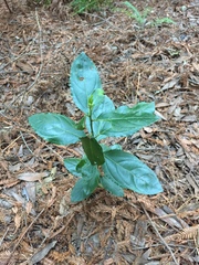 Rhamnus alaternus