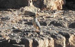 Ixobrychus sturmii