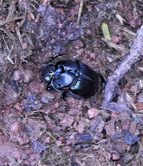 Sulcophanaeus batesi