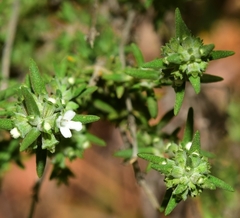 Thymus zygis gracilis